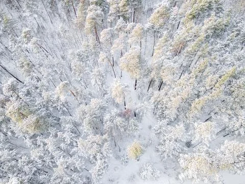 Trees covered by snow in winter forest Stock Photos