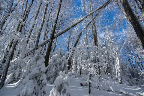 Trees covered with snow in the winter forest Stock Photos