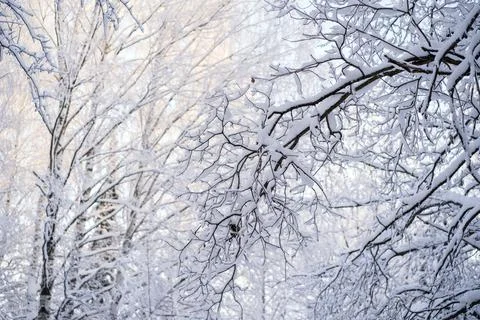 Trees covered with snow in winter forest Stock Photos
