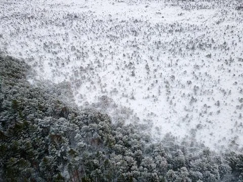 Trees covered by snow in winter forest Stock Photos