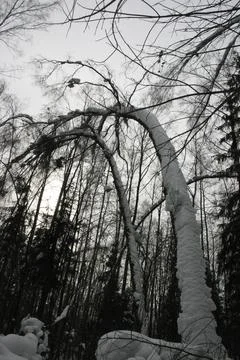 Trees covered with snow in winter forest, closeup of photo Stock Photos