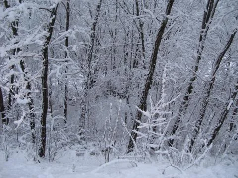 Trees covered in snow in winter Stock Photos