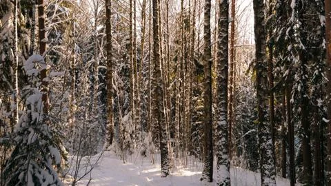 Trees covered in snow in winter  Stock Photos