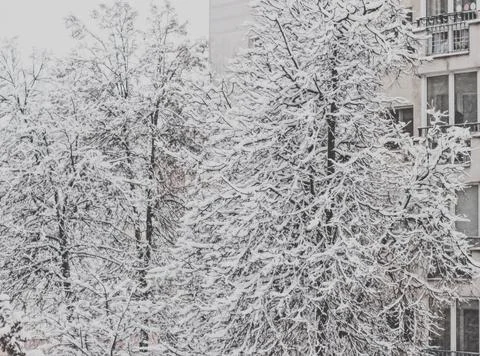 Trees covered with snow in winter Stock Photos