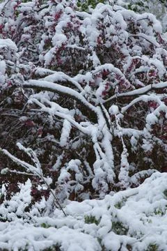 Trees Covered with Snow in Winter Stock Photos