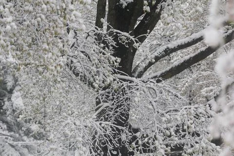 Trees Covered with Snow in Winter Stock Photos
