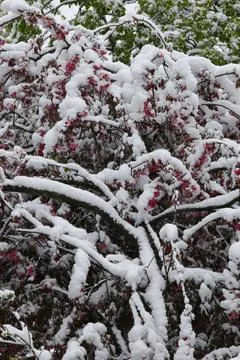 Trees Covered with Snow in Winter Stock Photos