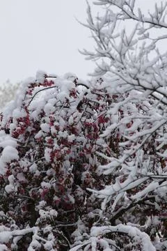 Trees Covered with Snow in Winter Stock Photos