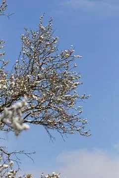 Trees Covered with Snow in Winter Stock Photos