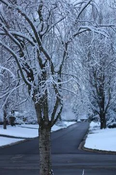 Trees Covered with Snow in Winter Stock Photos
