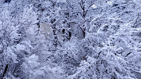 Trees covered with white fluffy snow, beautiful closeup view. Stock Footage 117621081