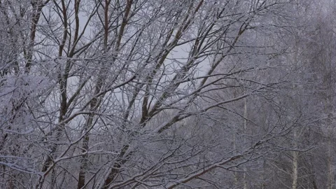 Trees covered with white snow Stock Footage 327902271