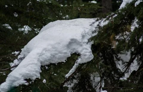 Trees covered with white snow in the himalayan mountain range of Jammu Stock-Fotos