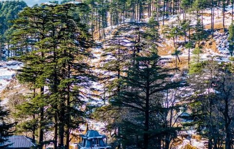 Trees covered with white snow in the himalayan mountain range of Jammu Stock Photos