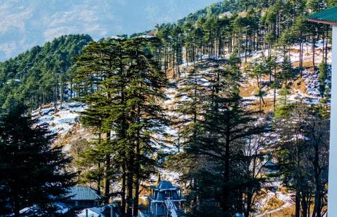 Trees covered with white snow in the himalayan mountain range of Jammu Stock Photos