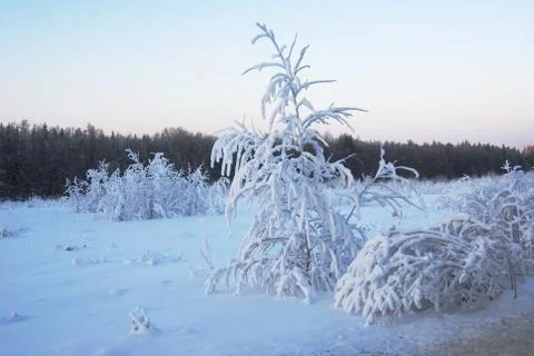 Trees covered with winter snow Stock Photos