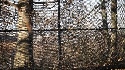 Trees covering city view Stock Footage 122486858