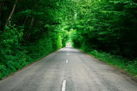 Trees create an artificial tunnel over the road. Beautiful landscape. The roa Stock Photos