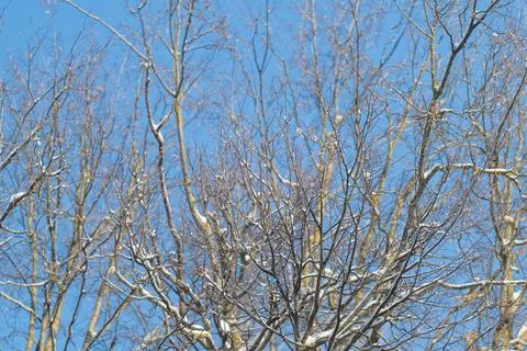 Trees create complex canopy, Intertwined branches and leaves craft calming overh Stock Photos