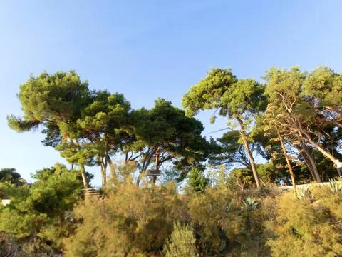 Trees of Croatia Foto stock