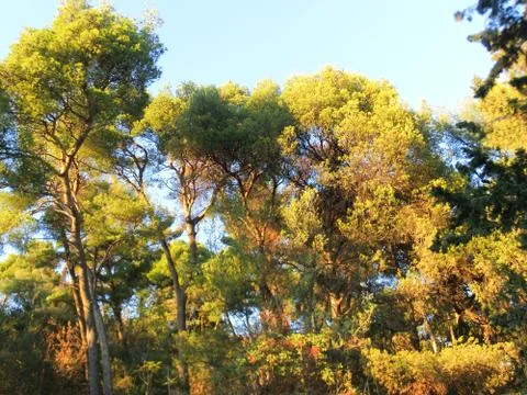 Trees of Croatia in Sunset Stock Photos