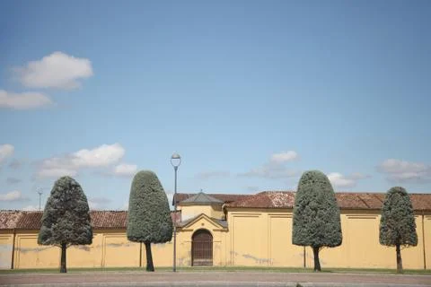 Trees with crown shape in the form of a rounded cone against the background o Stock Photos