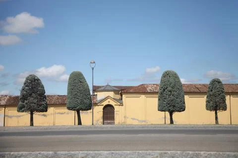 Trees with crown shape in the form of a rounded cone against the background o Stock Photos
