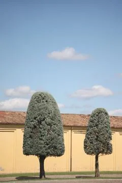 Trees with crown shape in the form of a rounded cone against the background o Stock Photos