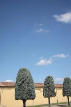 Trees with crown shape in the form of a rounded cone against the background o Stock Photos