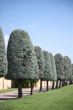 Trees with crown shape in the form of a rounded cone against the background o Stock Photos