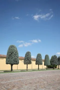 Trees with crown shape in the form of a rounded cone against the background o Stock Photos