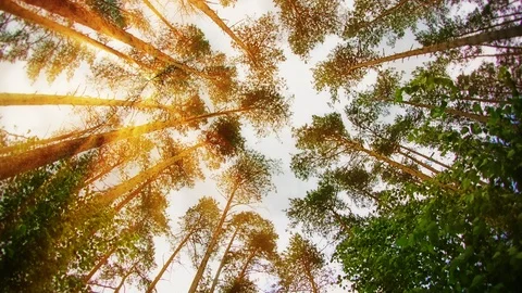 Trees crowns against the sky. Running through the pine forest on a sunny day Stock Footage 101751922