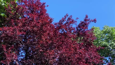 Trees crowns Stock Footage 136389201