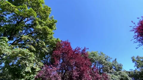 Trees crowns Stock Footage 136389214