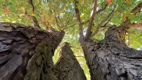 Trees crowns Stock Footage 136389215