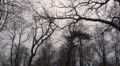 Trees with crows in winter HD Footage