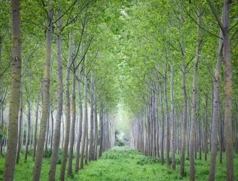 Trees cultivation Stock Photos