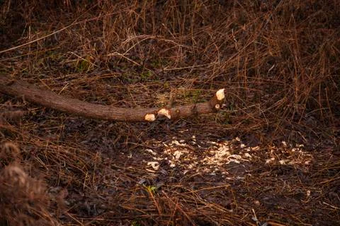 Trees cut by beavers, teeth marks on trees Stock Photos