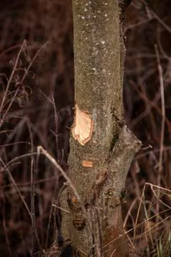 Trees cut by beavers, teeth marks on trees Stock Photos