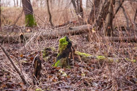 Trees cut by beavers, teeth marks on trees Stock Photos