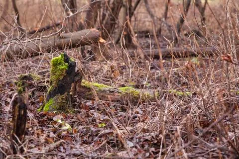 Trees cut by beavers, teeth marks on trees Stock Photos