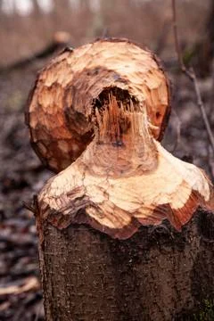 Trees cut by beavers, teeth marks on trees Stock Photos