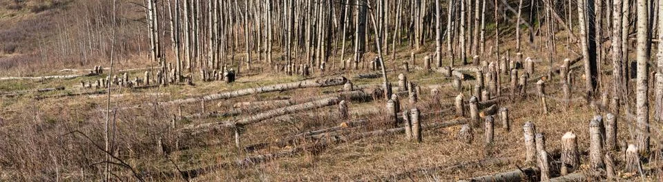 Trees Cut Down By A Beaver Creating A Clearing In The Woods Stock Photos