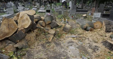 Trees cut down in the cemetery. Katowice/Poland-10/20/2024 Video stock 290121723