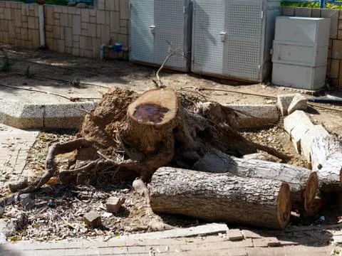 Trees cut down in city Photos