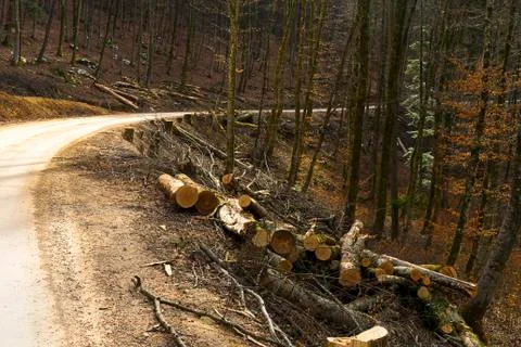 Trees cut down in the fores Stock Photos