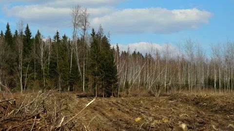 Trees cut down in a forest clearing near a natural area with many clouds in the Stock Footage 332015257