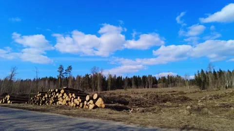 Trees cut down in forest near road on a sunny day with blue sky and clouds Stock-Footage 332564726