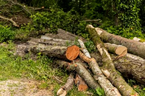 Trees Cut Down Into Long Logs In A Pile Stock Photos