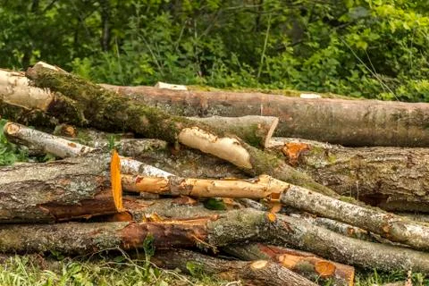 Trees Cut Down into Long Logs In A Pile Stock Photos